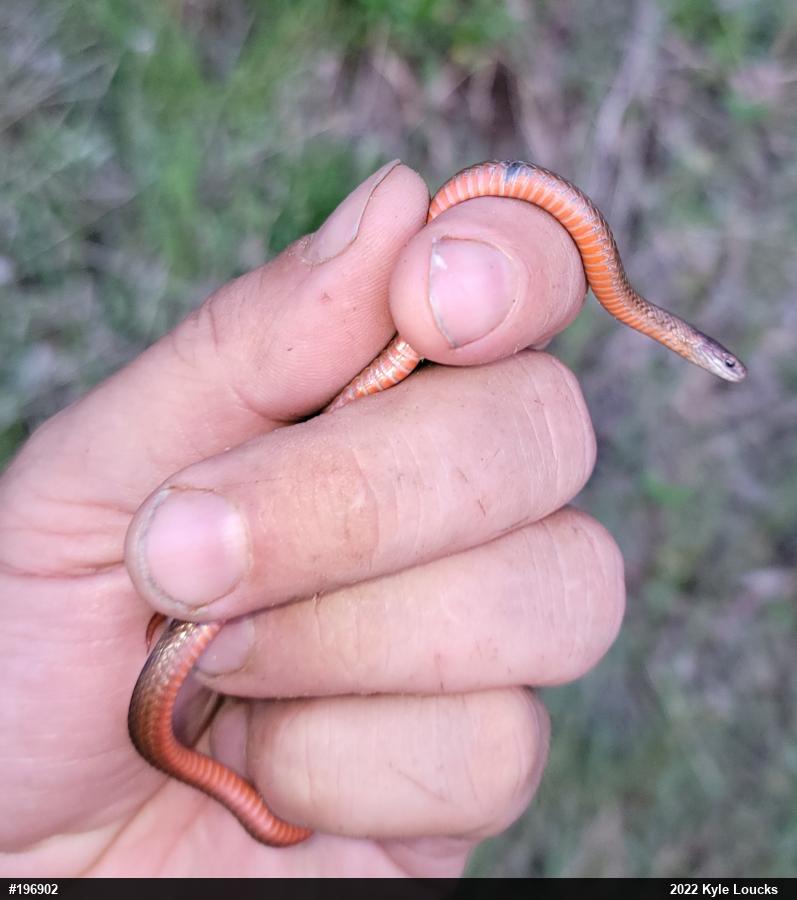 Red-bellied Snake