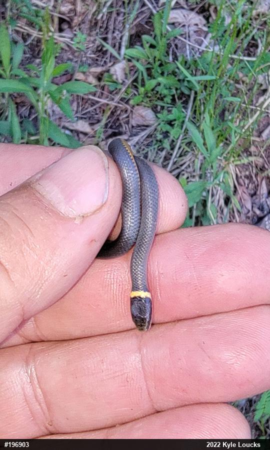 Northern Ring-necked Snake