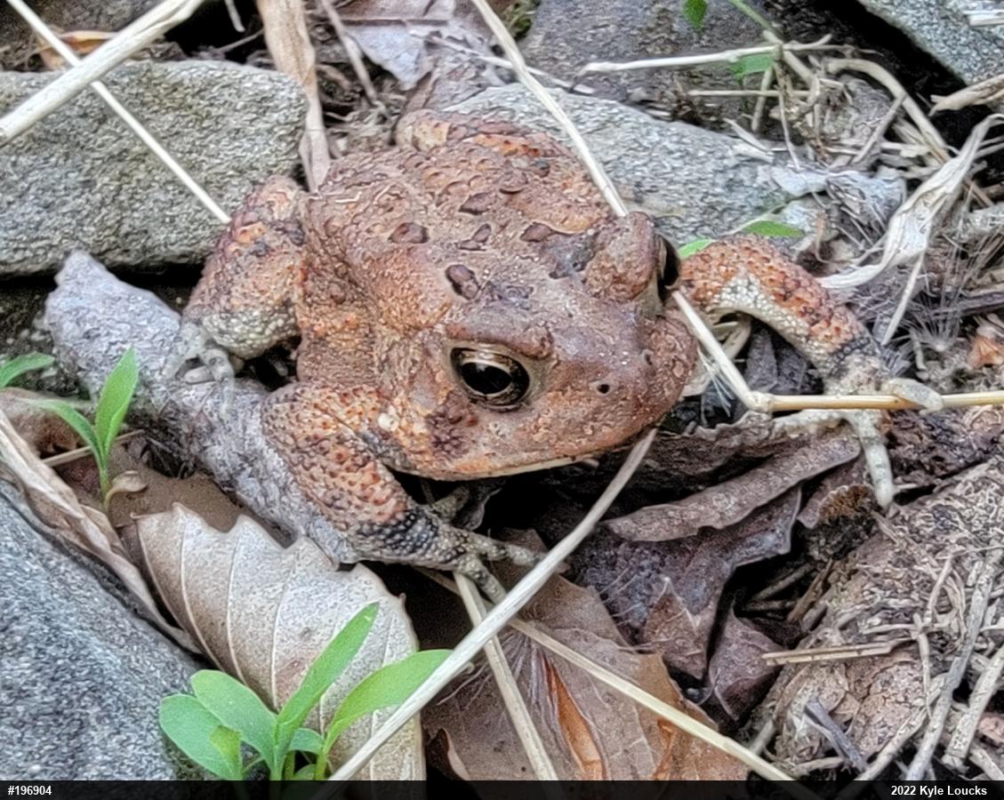 Eastern American Toad