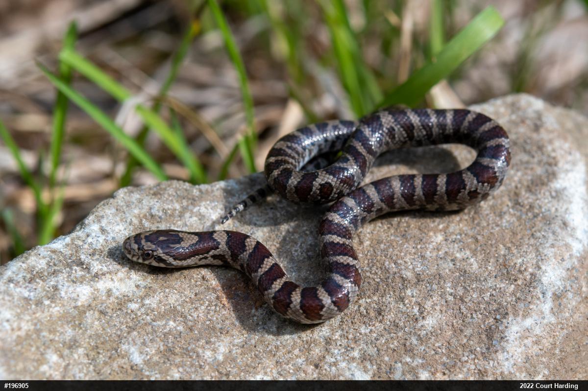 Eastern Milksnake