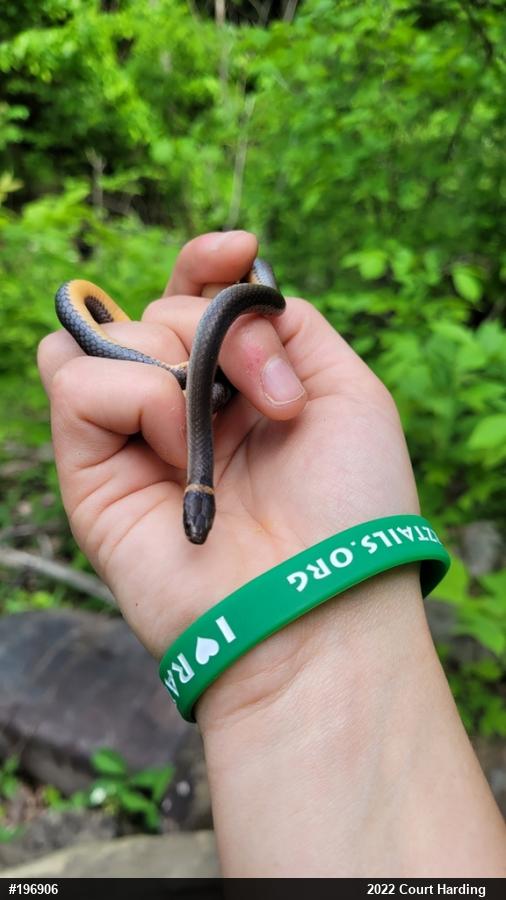 Northern Ring-necked Snake