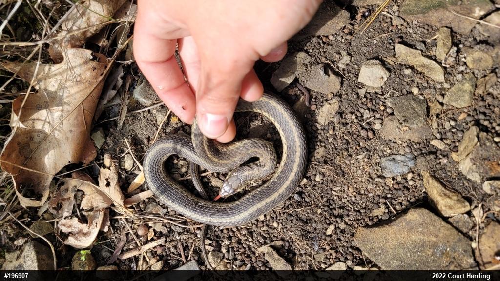 Eastern Gartersnake