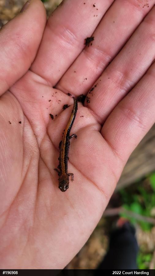 Eastern Red-backed  Salamander