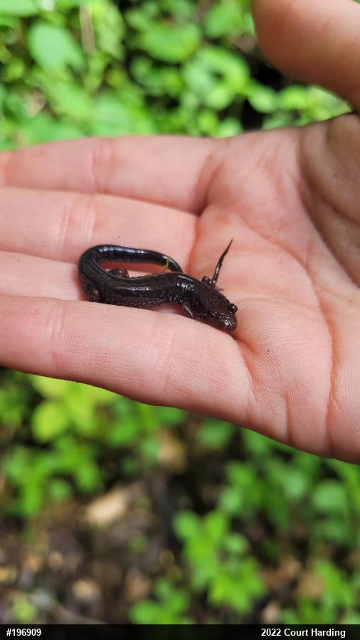 Allegheny Mountain Dusky Salamander