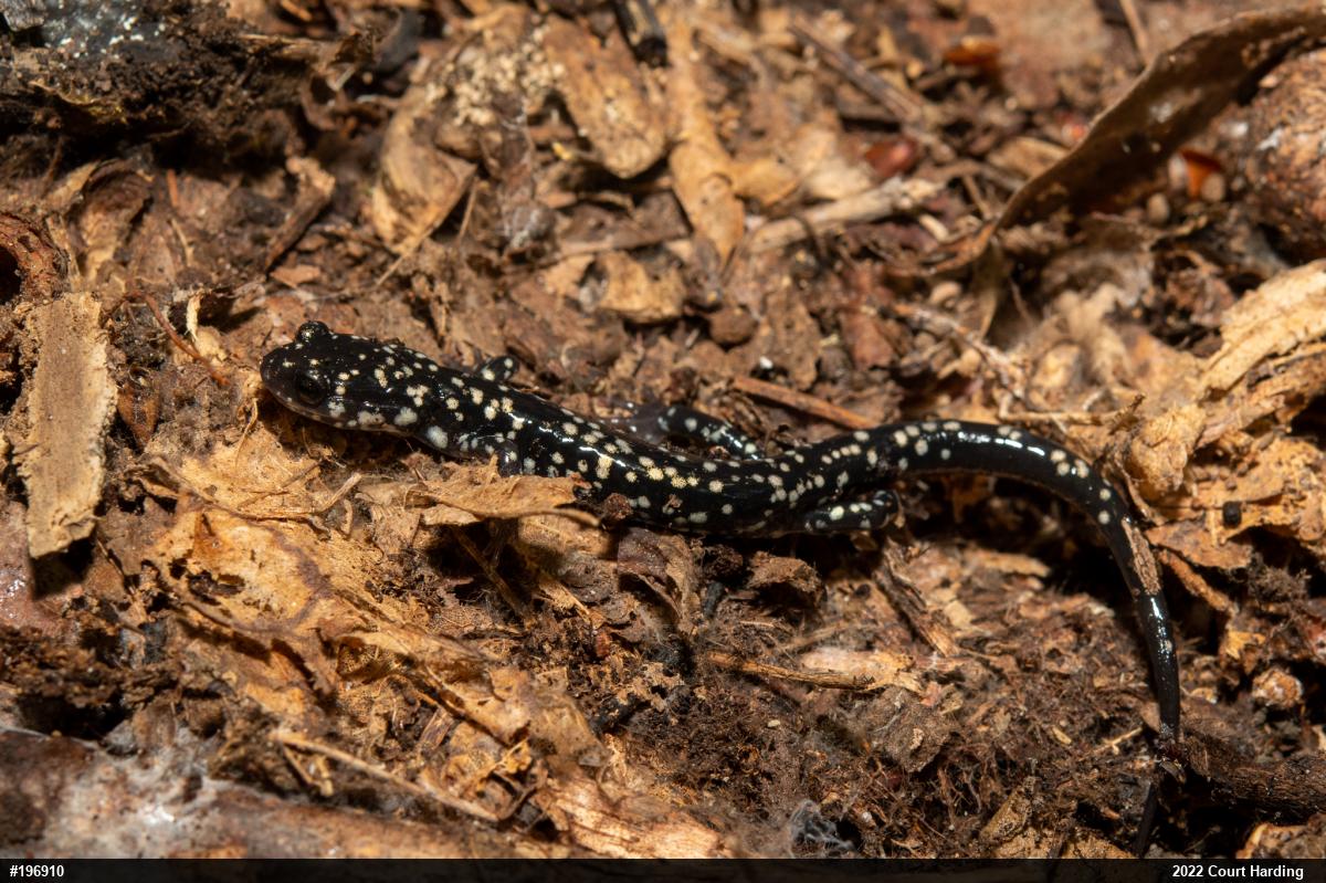 Northern Slimy Salamander