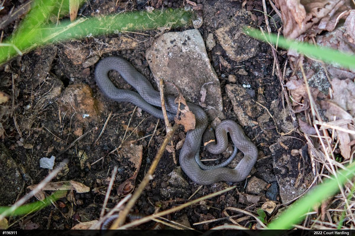 Northern Ring-necked Snake