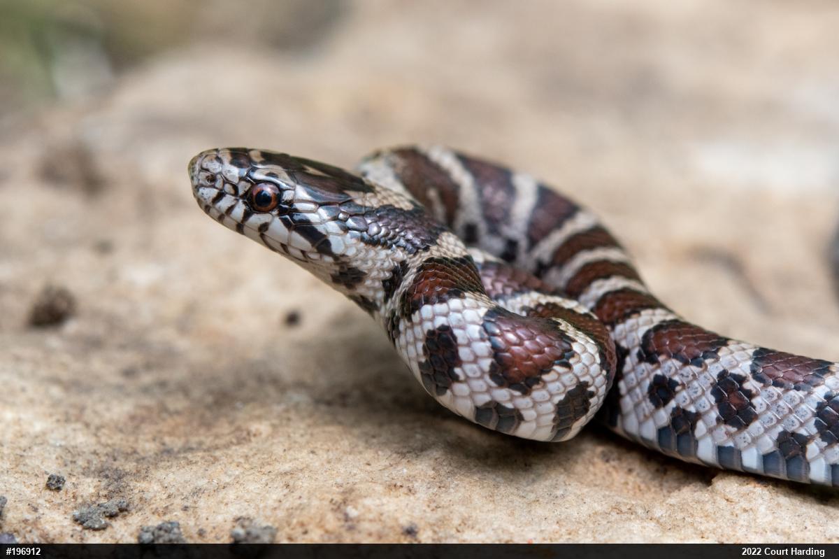 Eastern Milksnake