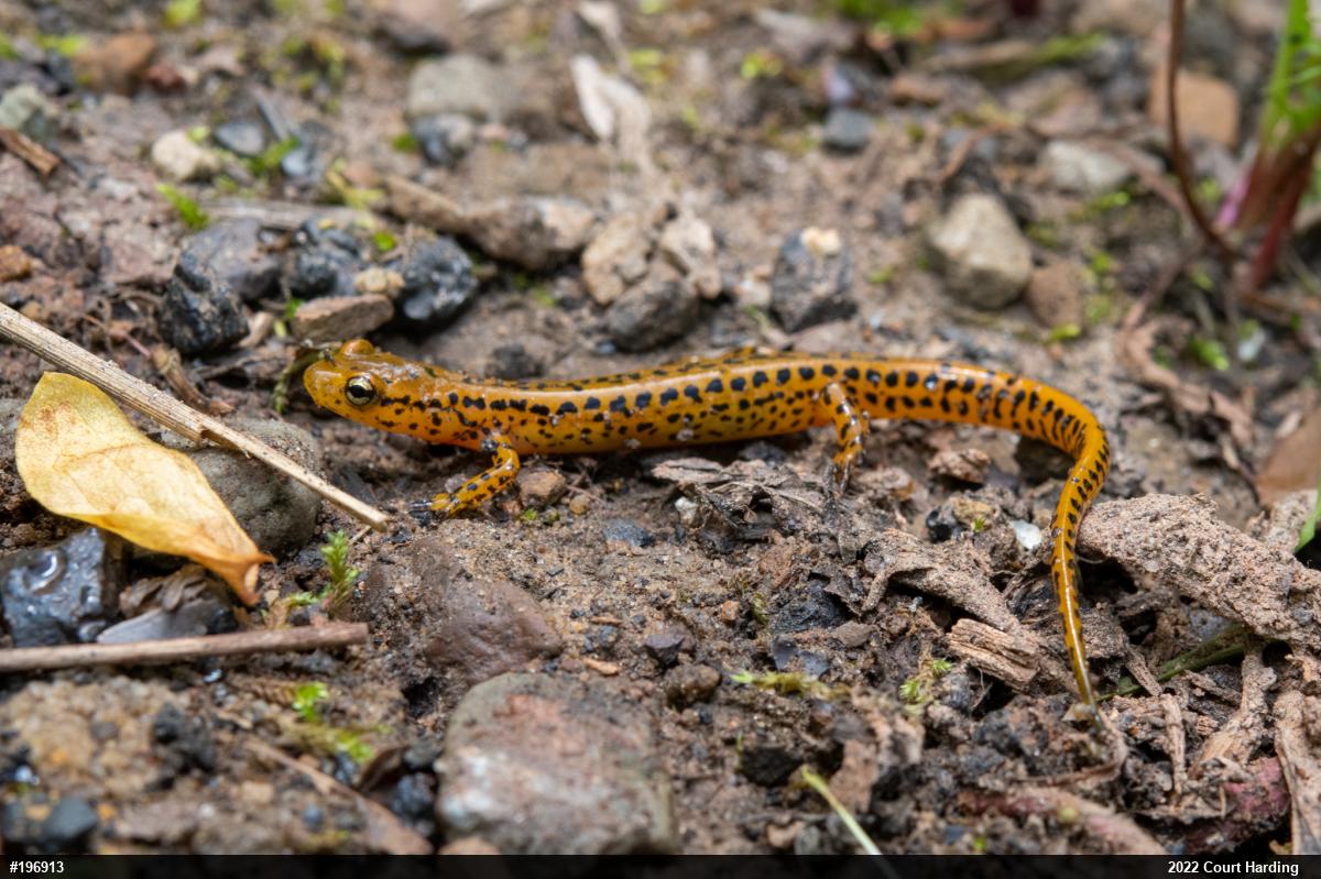 Eastern Long-tailed Salamander