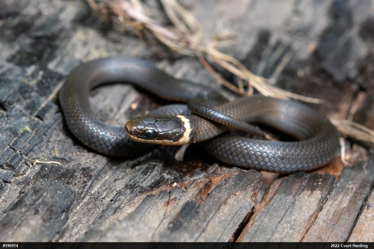 Northern Ring-necked Snake