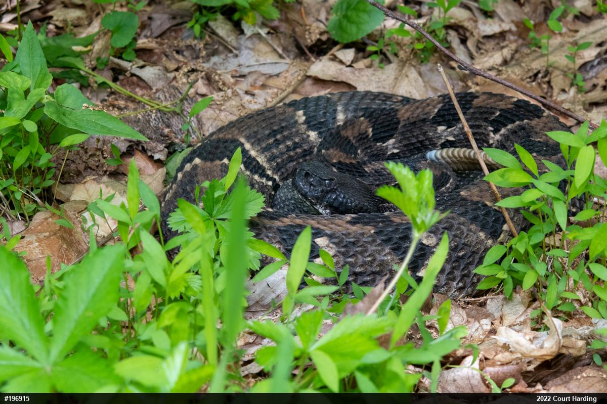Timber Rattlesnake