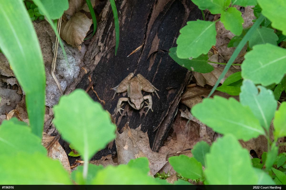 Wood Frog