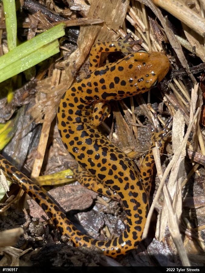 Eastern Long-tailed Salamander