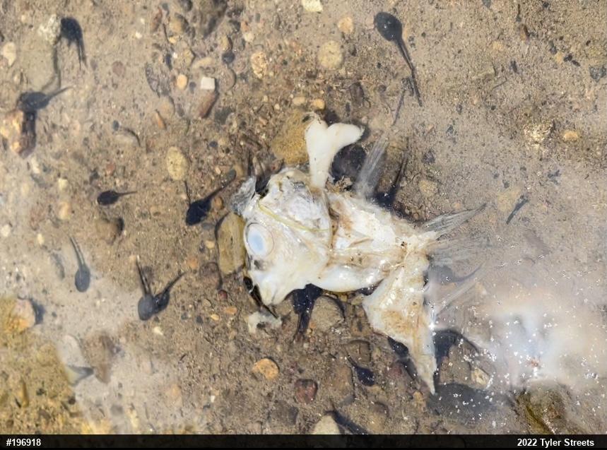 Eastern American Toad