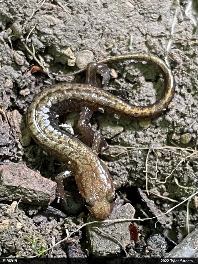 Allegheny Mountain Dusky Salamander