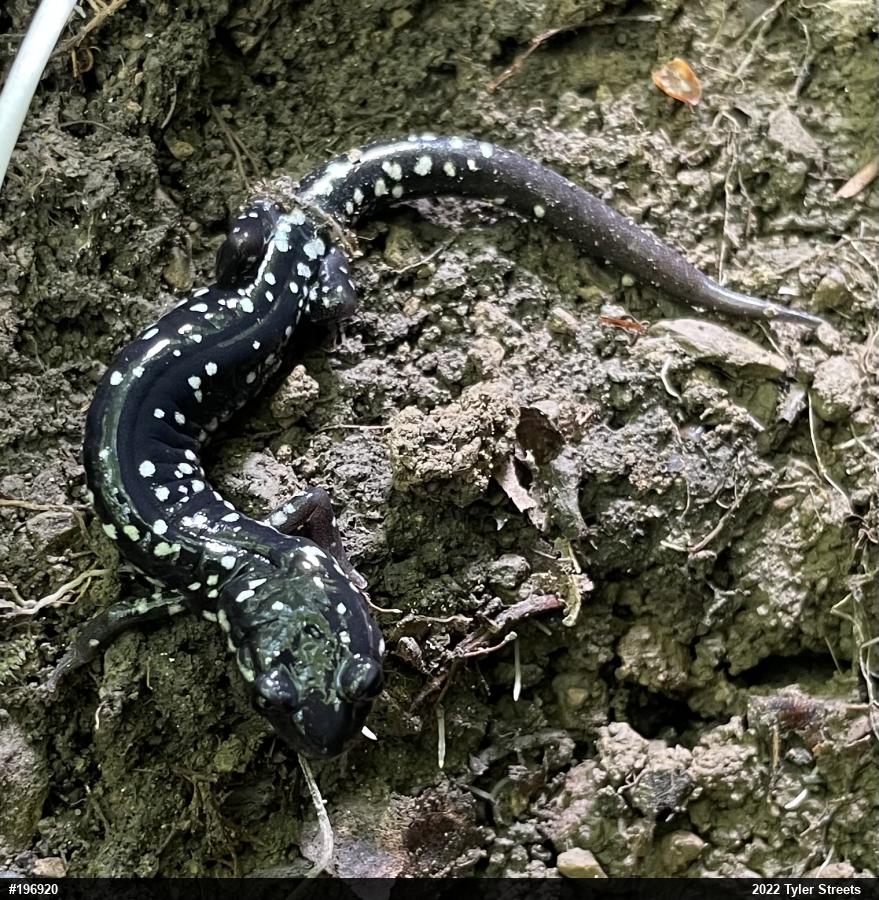Northern Slimy Salamander