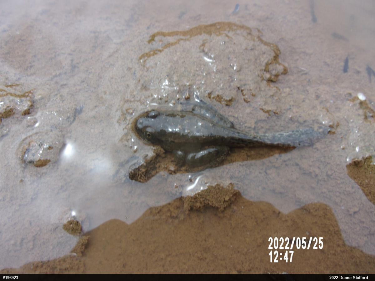 Green Frog
