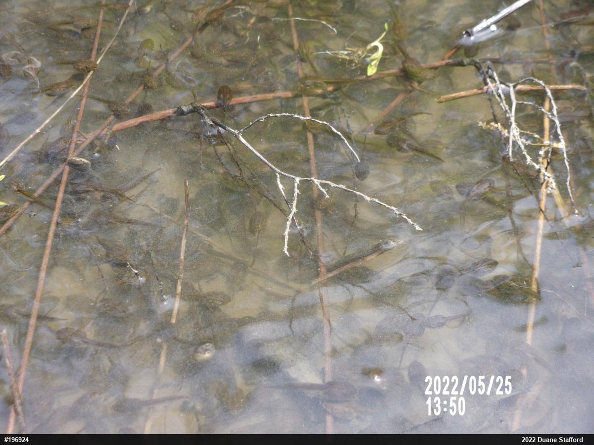 Wood Frog