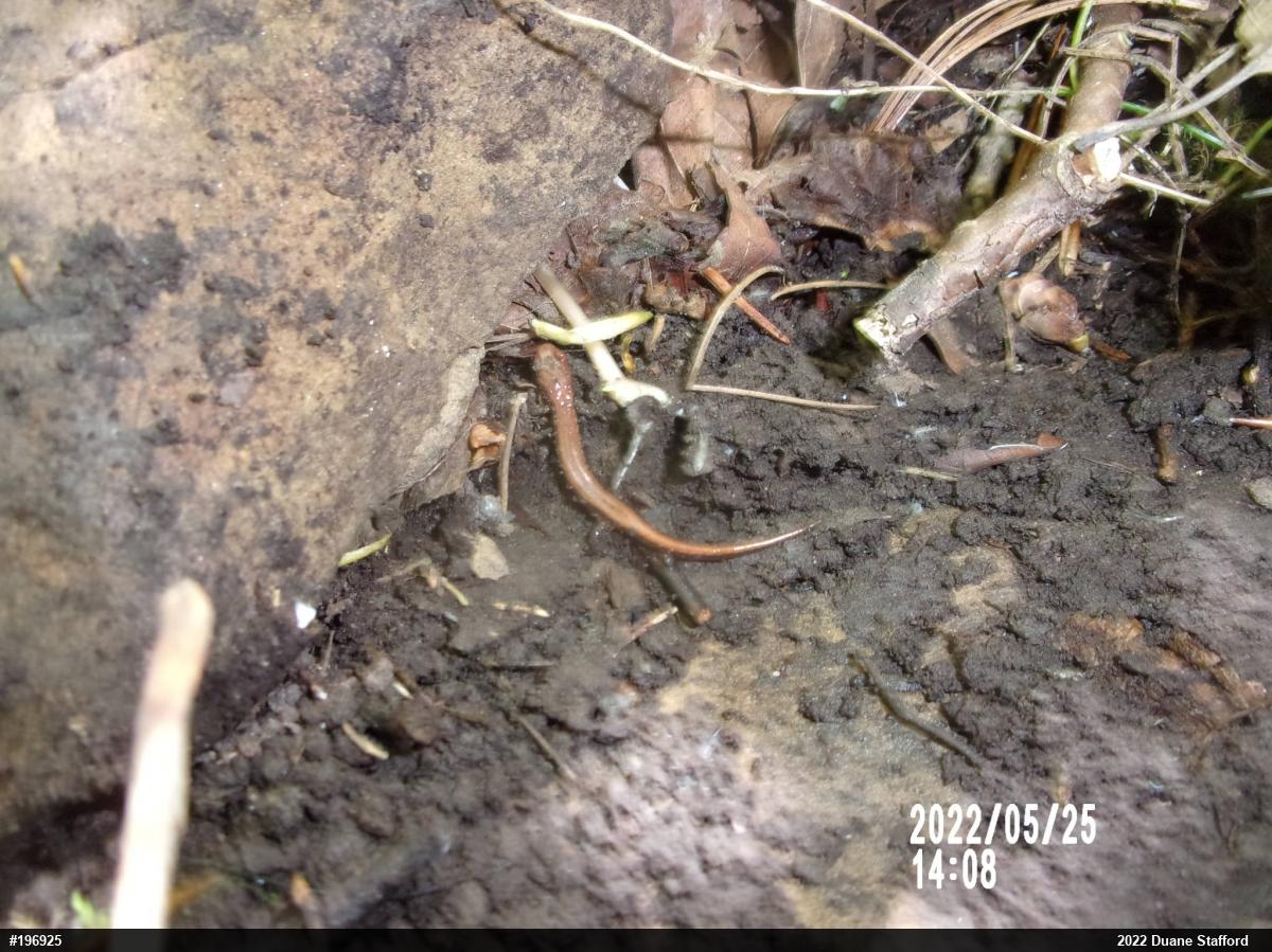 Allegheny Mountain Dusky Salamander