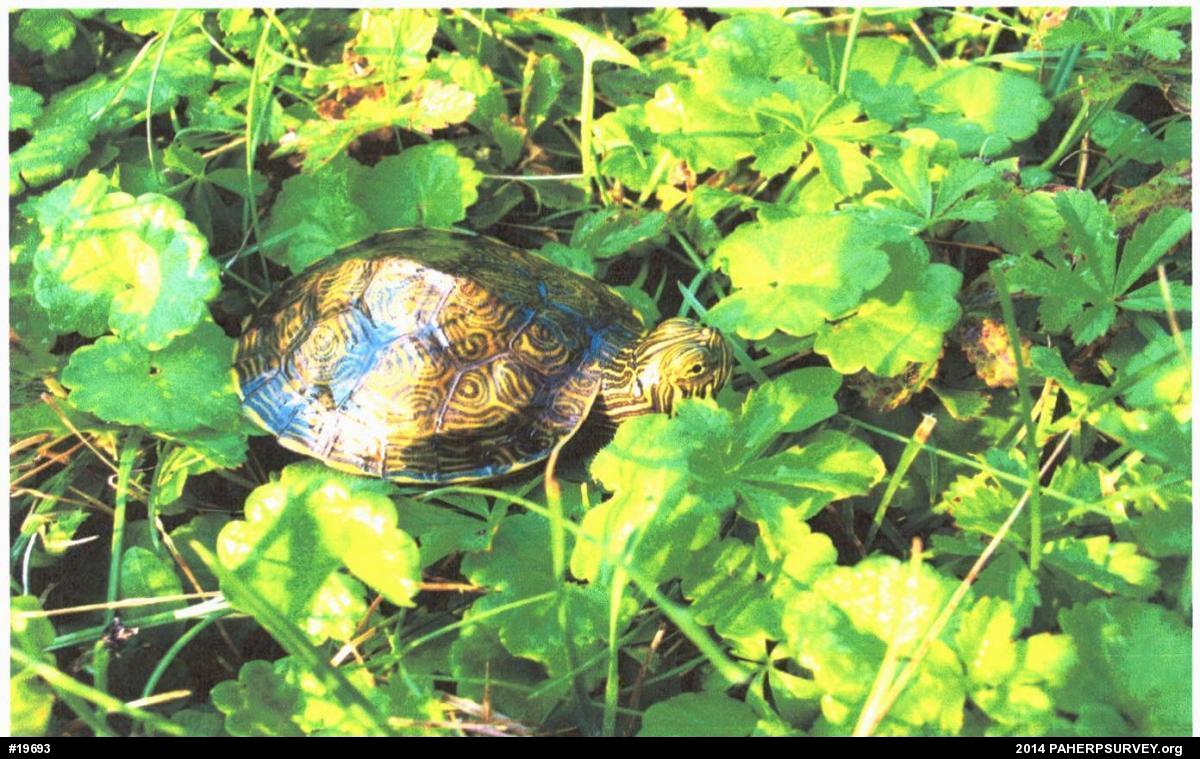 Redbelly Turtles