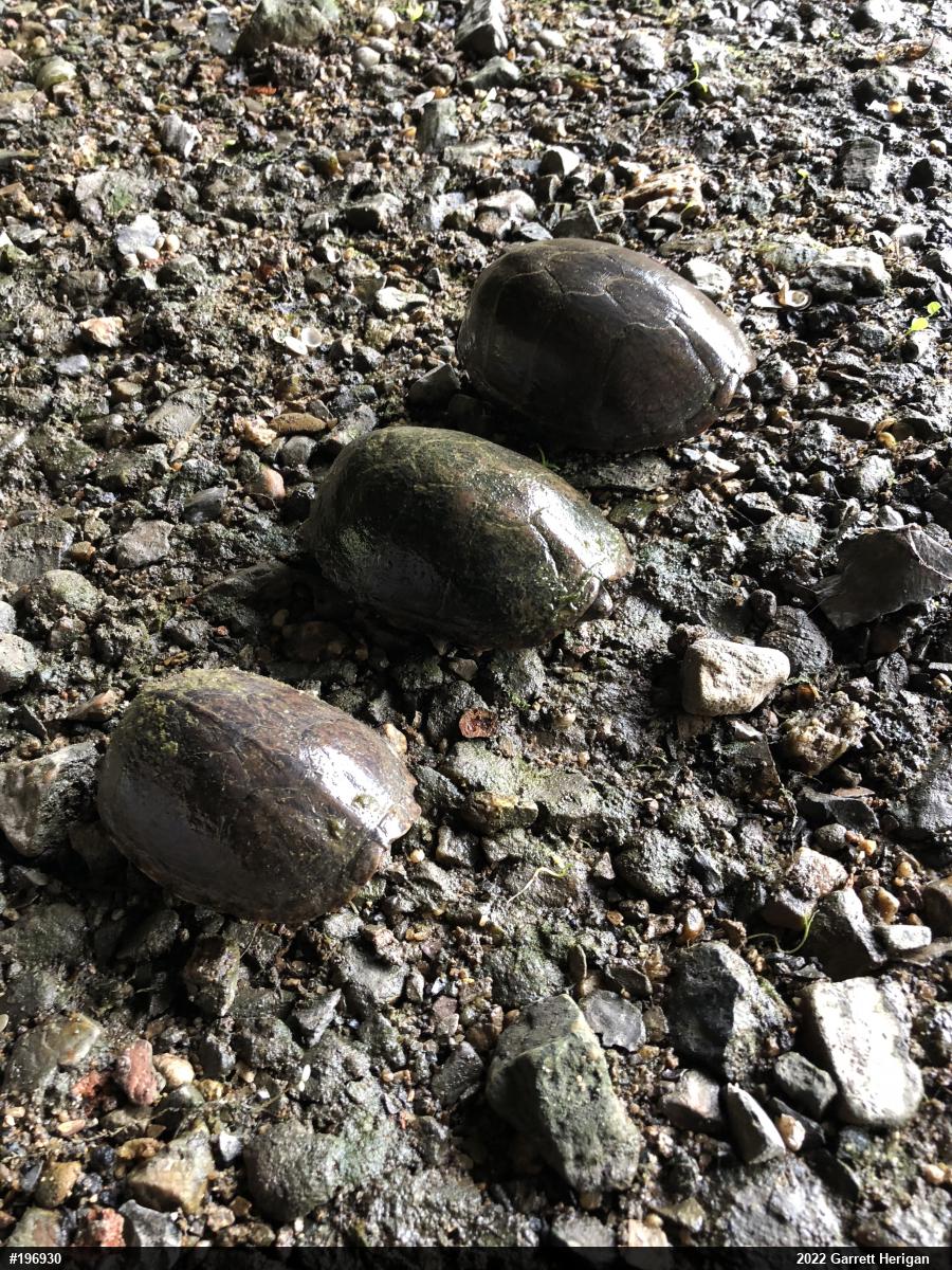Eastern Musk Turtle
