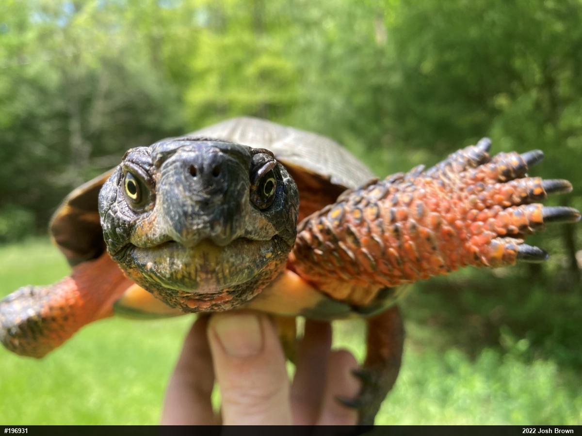 Wood Turtle