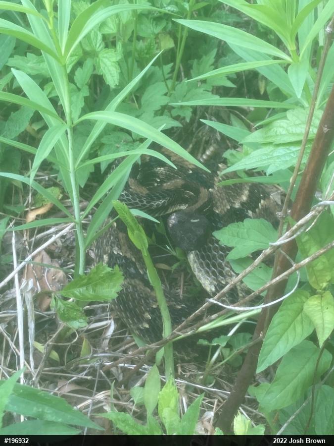 Timber Rattlesnake