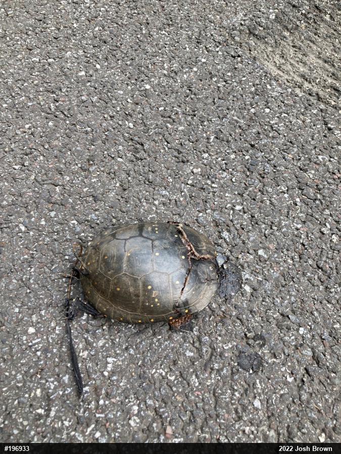 Spotted Turtle
