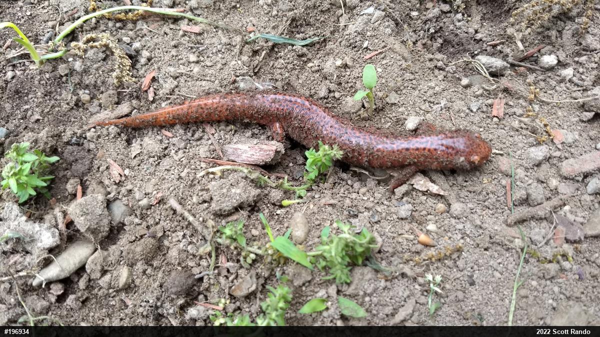 Northern Red Salamander
