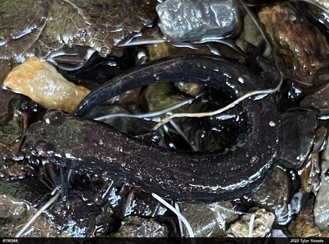 Northern Dusky Salamander
