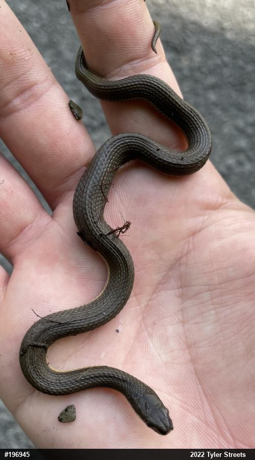 Queensnake