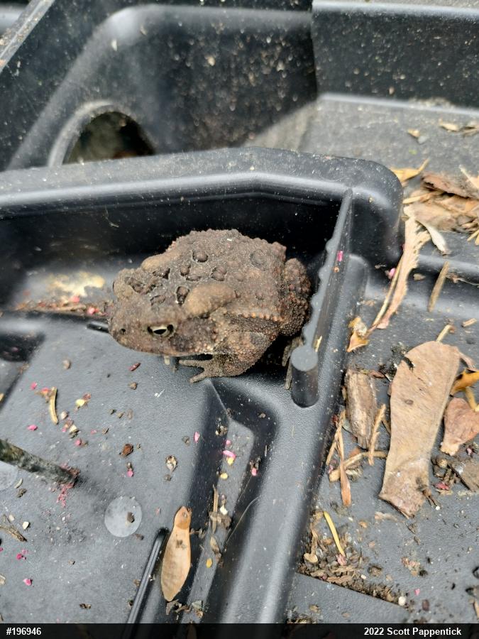 Eastern American Toad