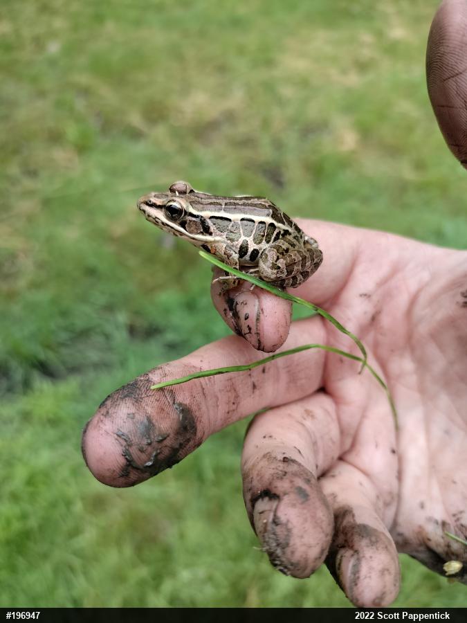 Pickerel Frog