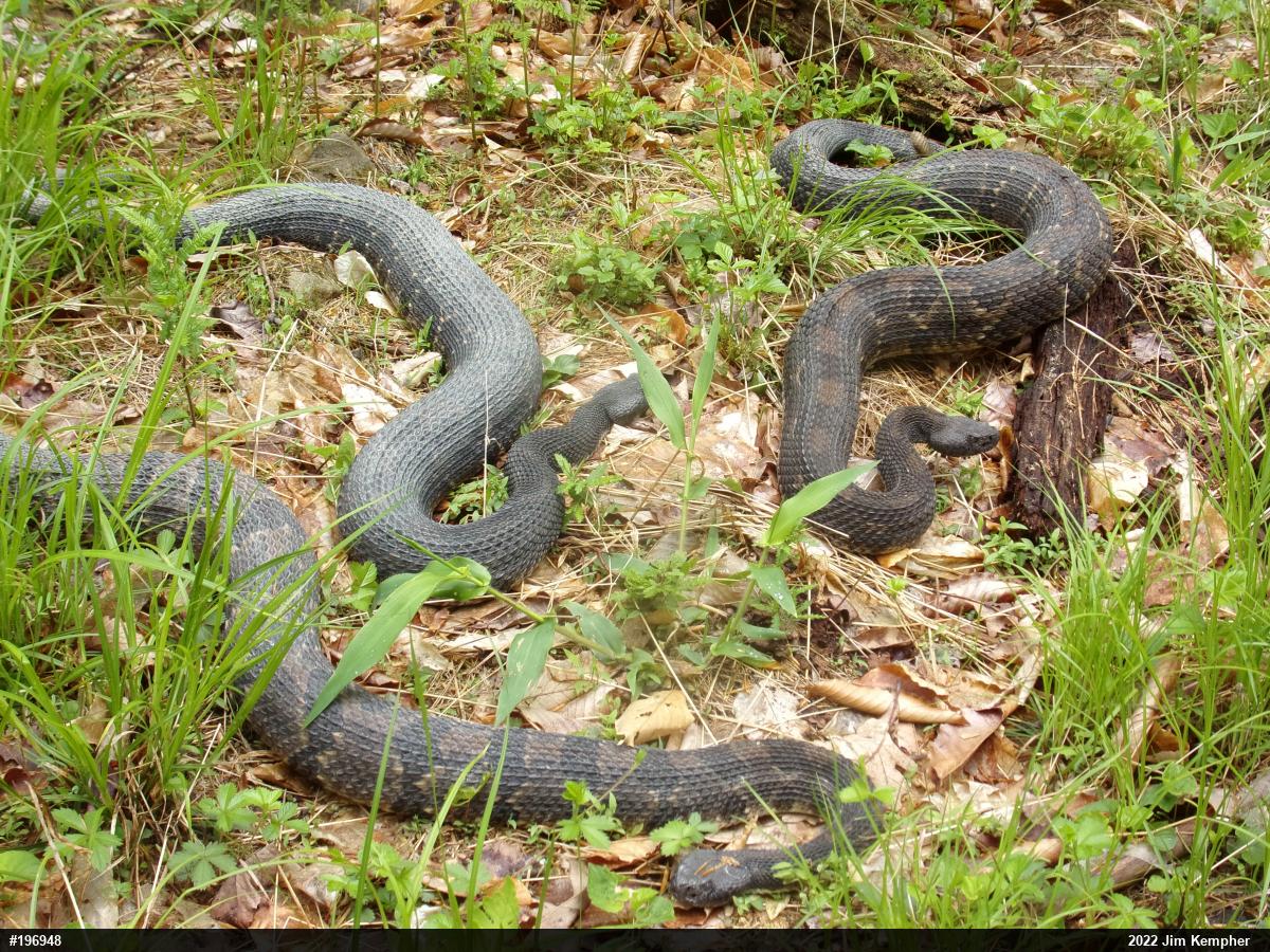 Timber Rattlesnake