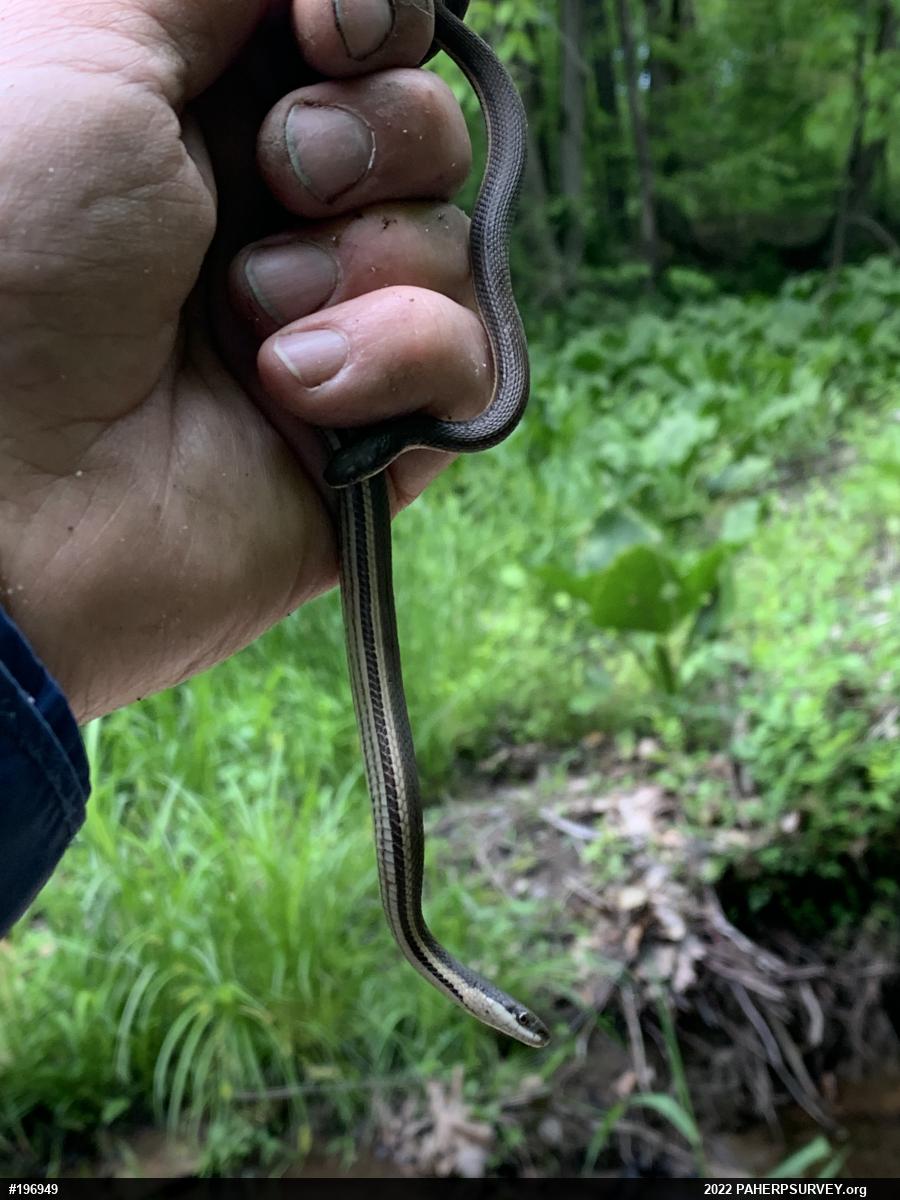 Queensnake