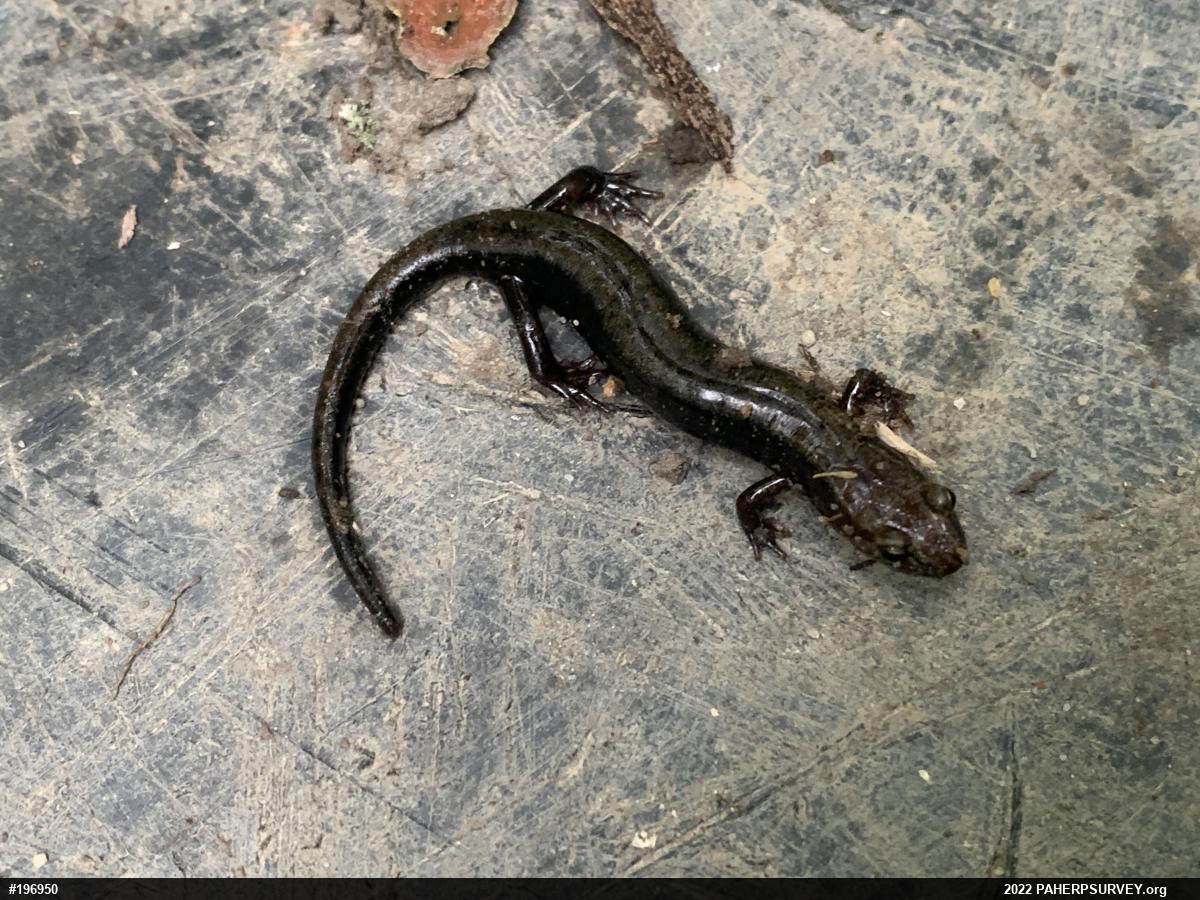Allegheny Mountain Dusky Salamander