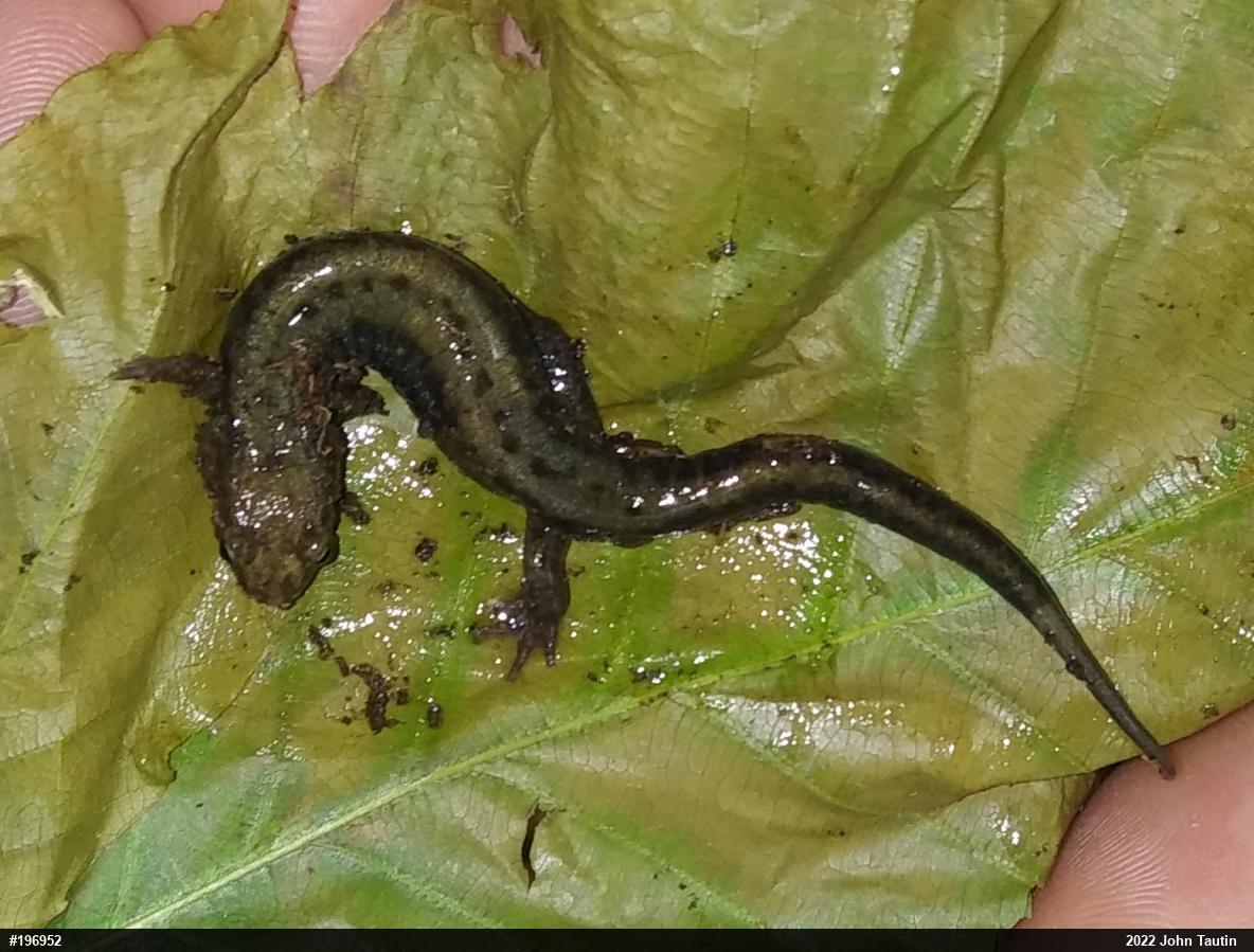 Allegheny Mountain Dusky Salamander