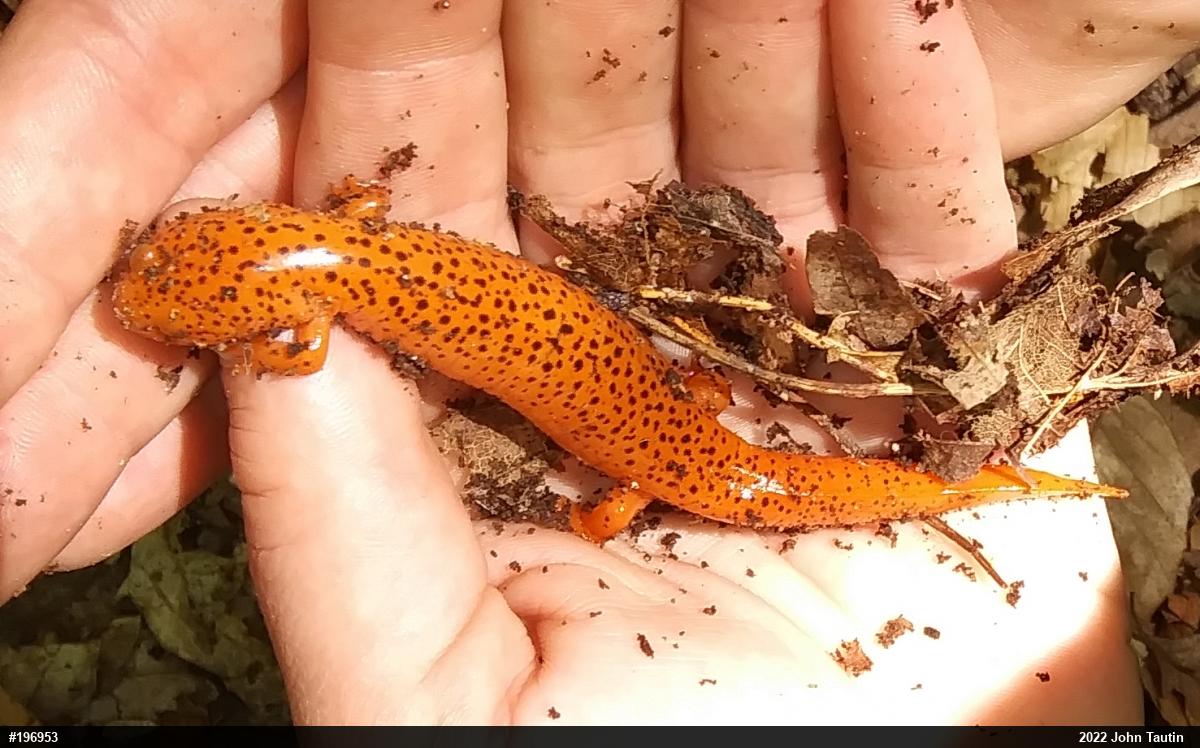 Northern Red Salamander