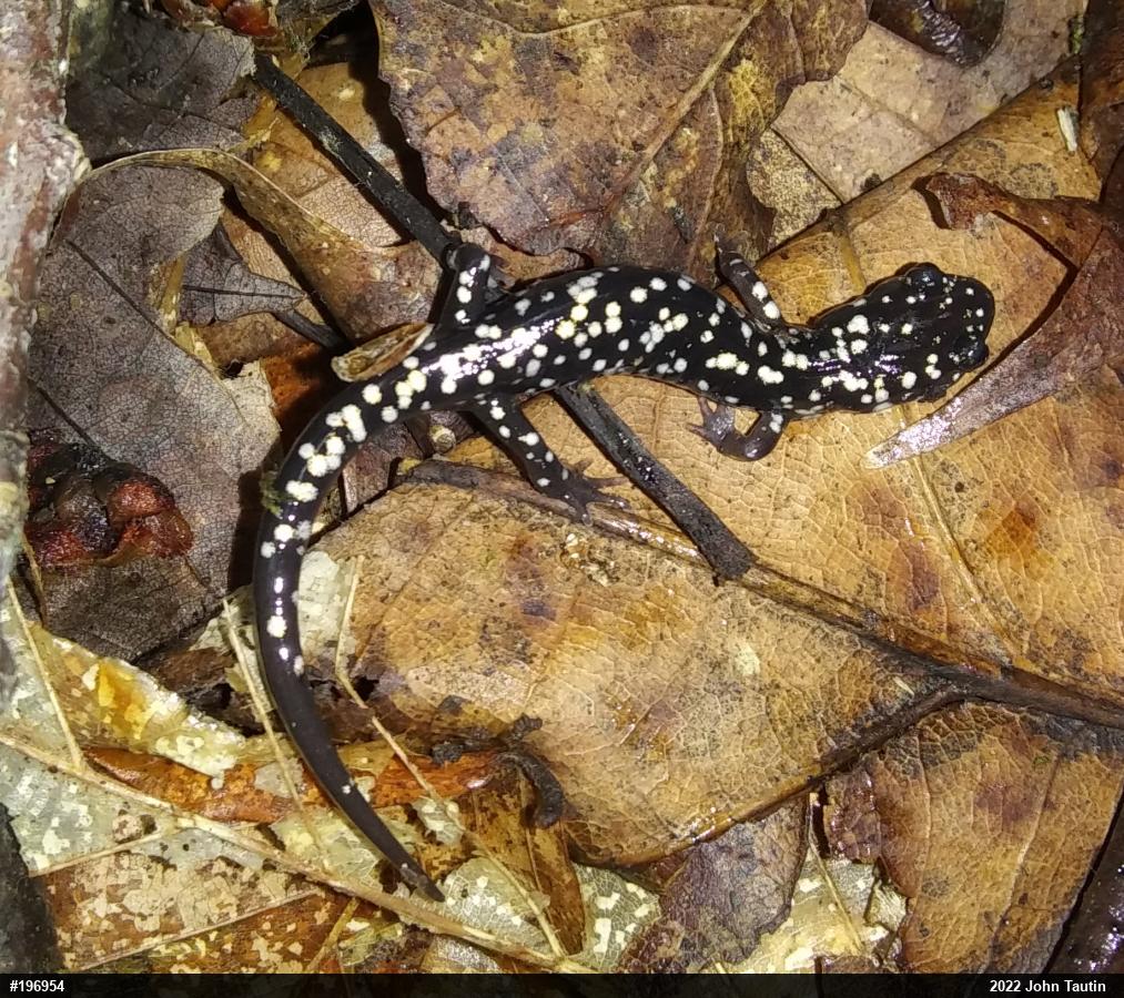 Northern Slimy Salamander