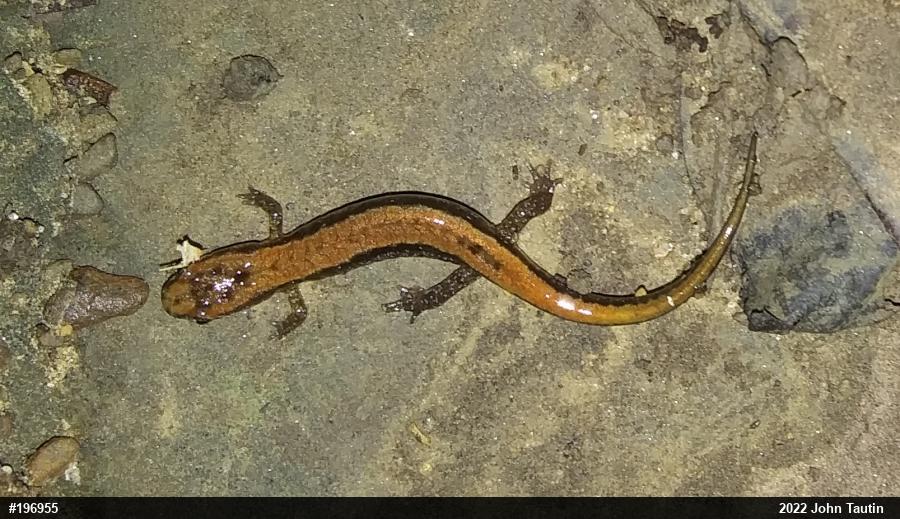 Allegheny Mountain Dusky Salamander