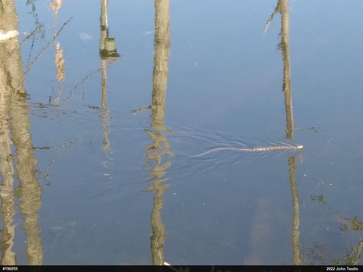 Northern Watersnake