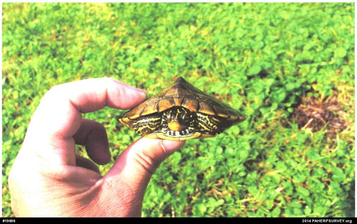 Northern Map Turtle