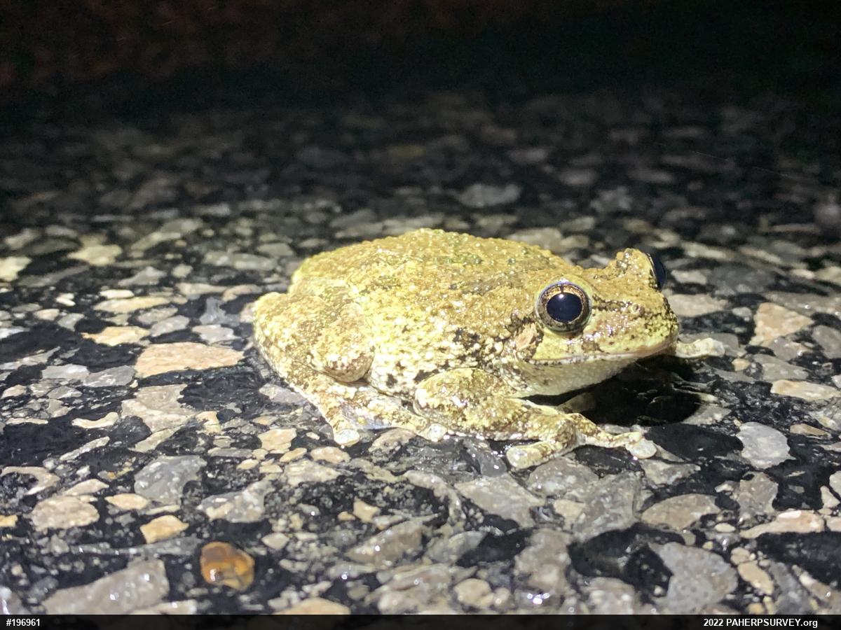 Unknown Gray Treefrog