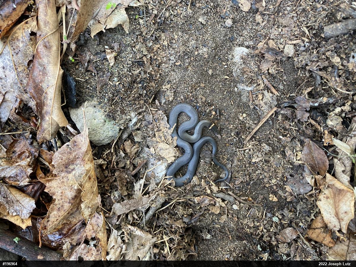 Northern Ring-necked Snake