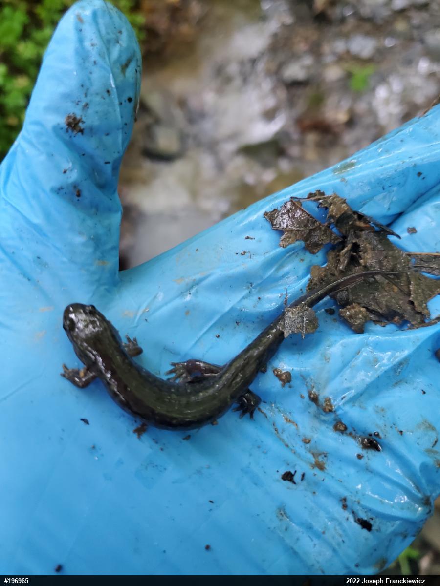 Northern Dusky Salamander
