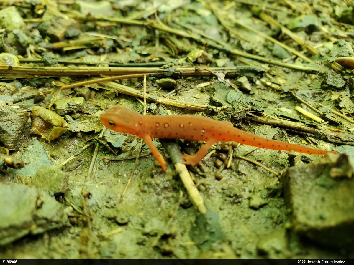 Red-spotted Newt