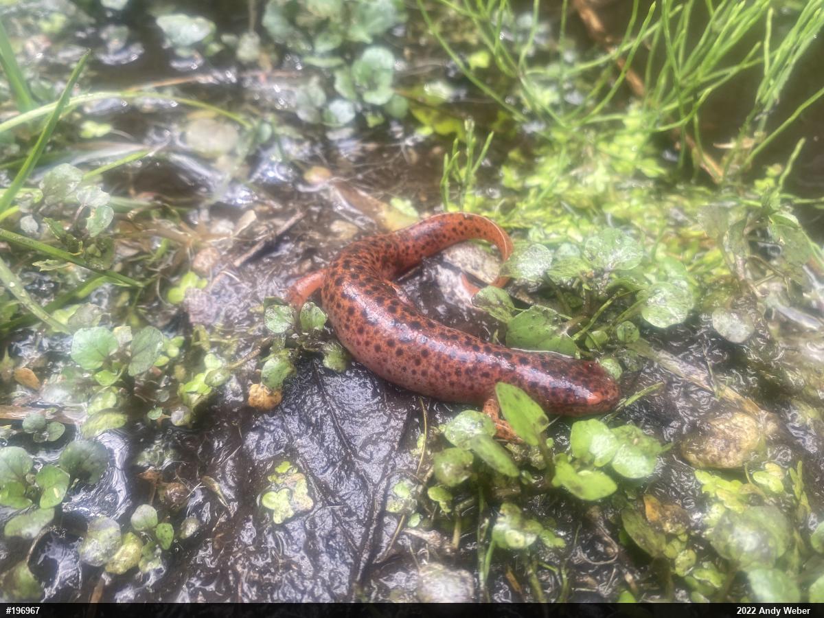 Northern Red Salamander