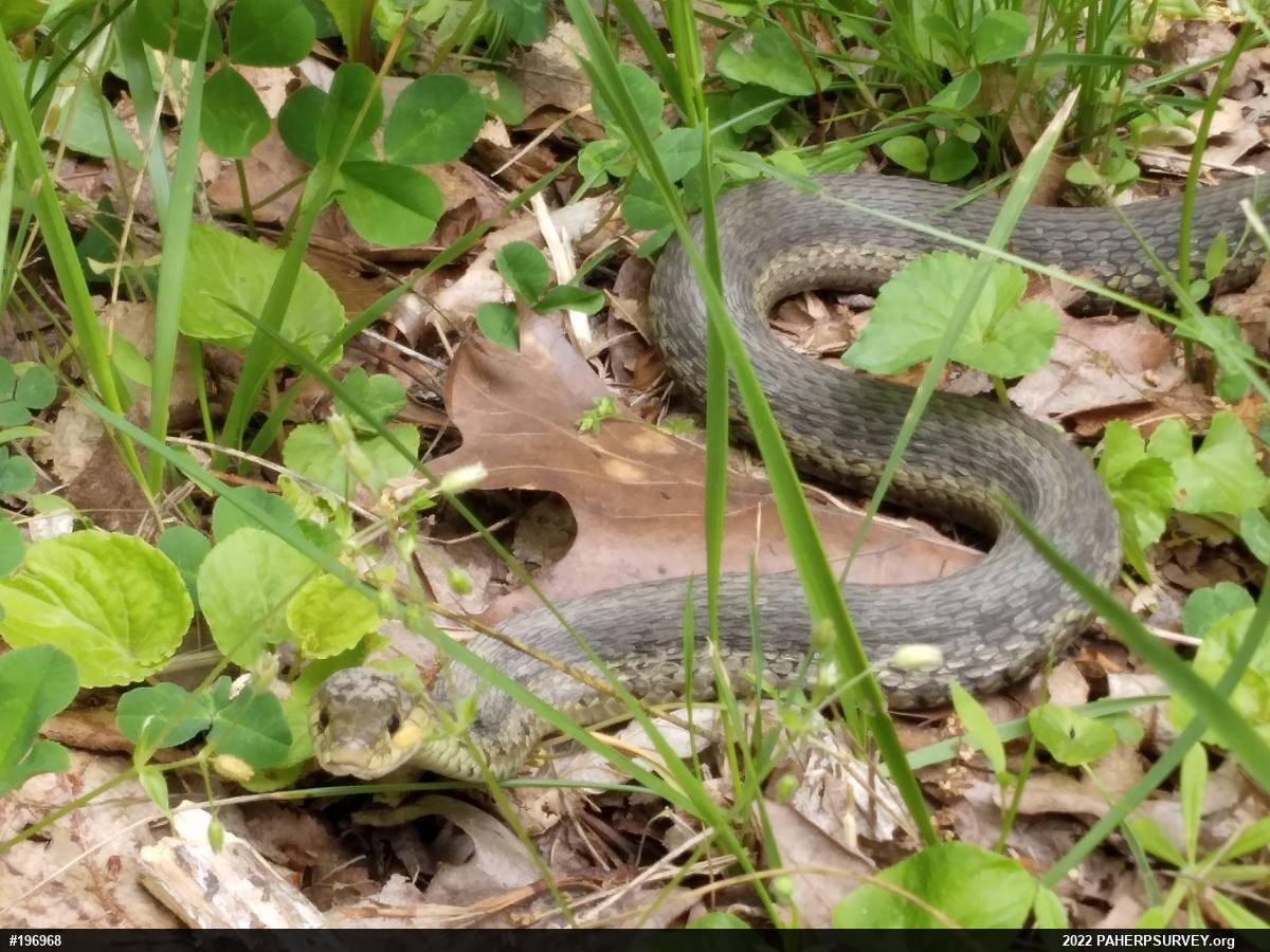 Eastern Gartersnake