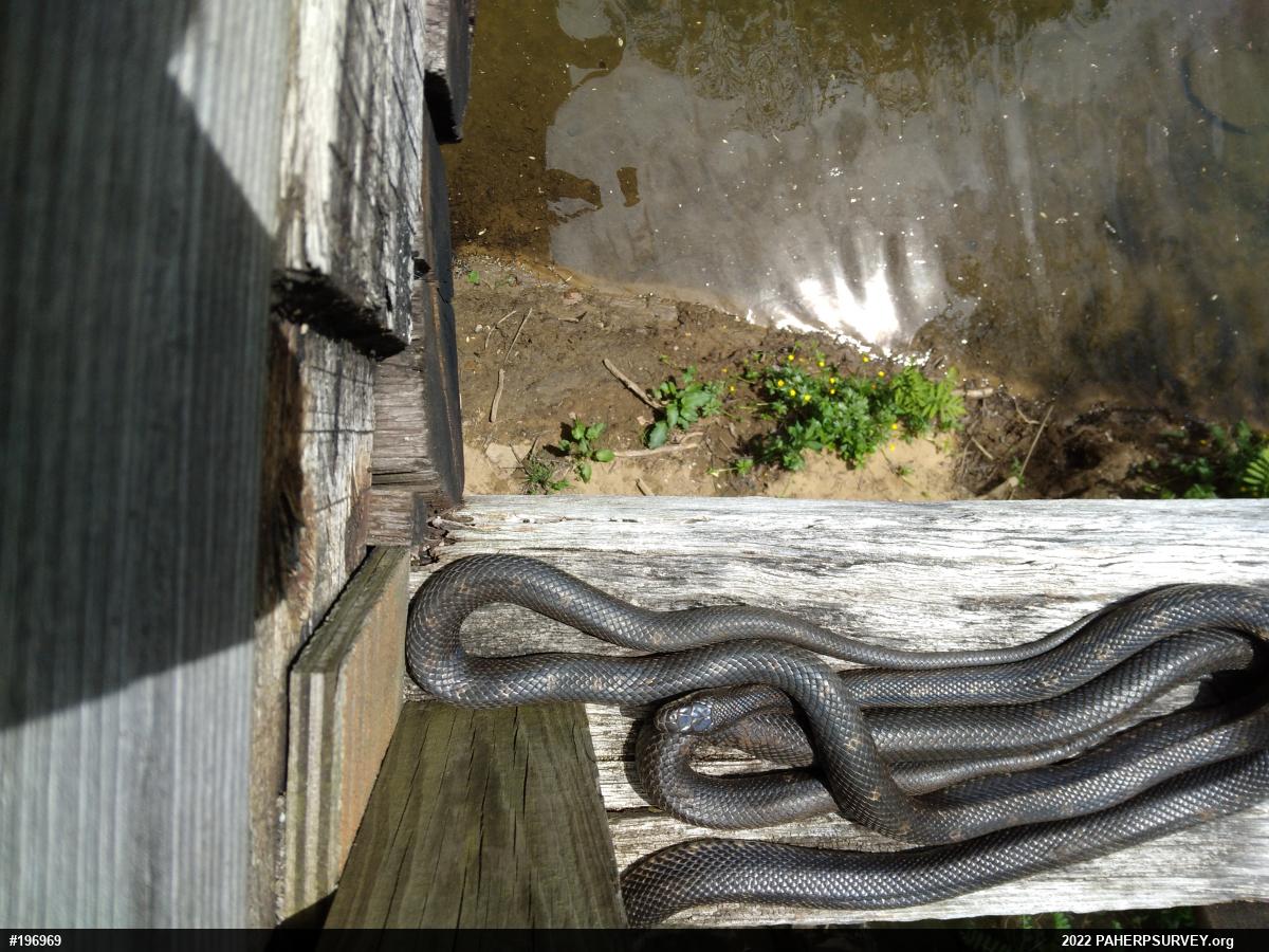 Eastern Ratsnake