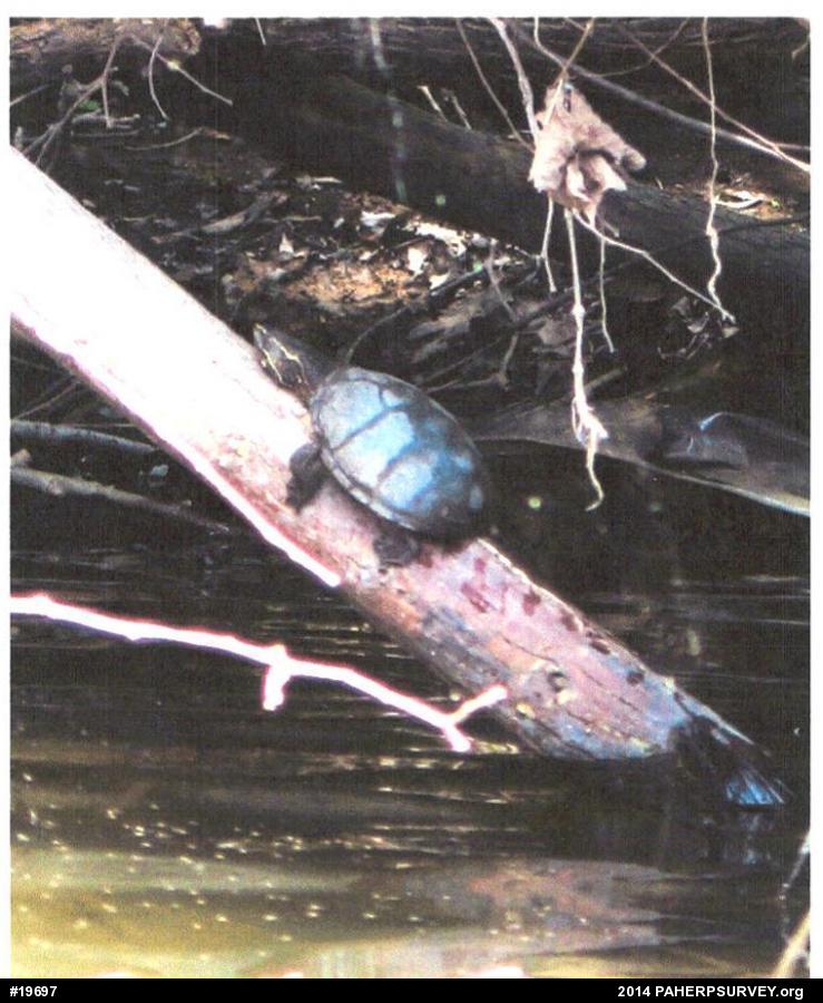 Eastern Musk Turtle
