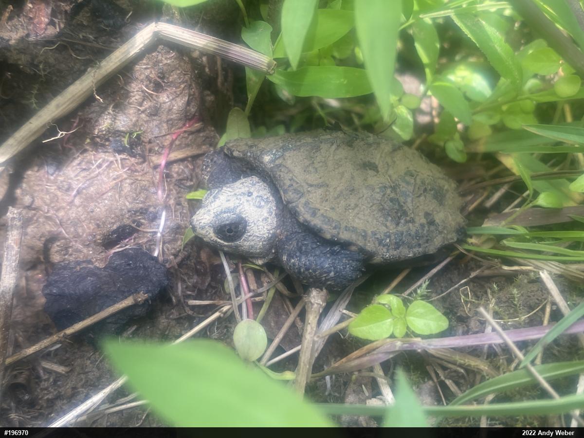 Snapping Turtle
